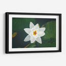 Nenúfar blanco | Cuadro decorativo de Canvas Lab