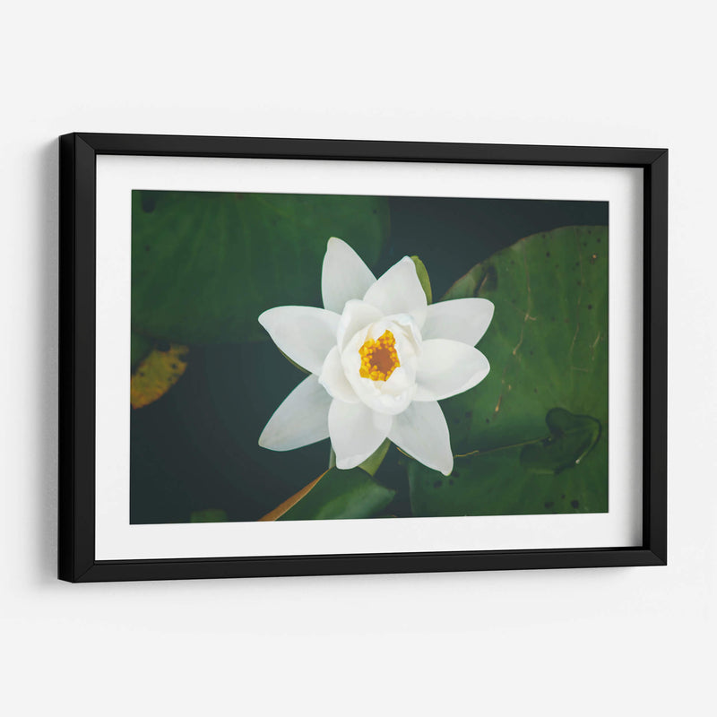 Nenúfar blanco | Cuadro decorativo de Canvas Lab