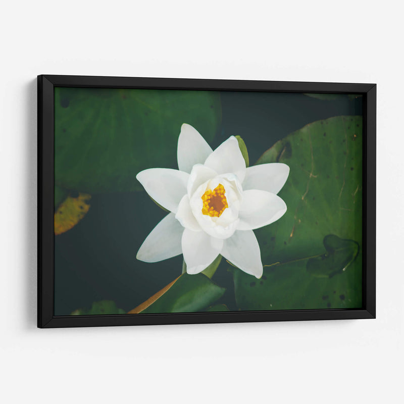 Nenúfar blanco | Cuadro decorativo de Canvas Lab