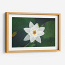 Nenúfar blanco | Cuadro decorativo de Canvas Lab