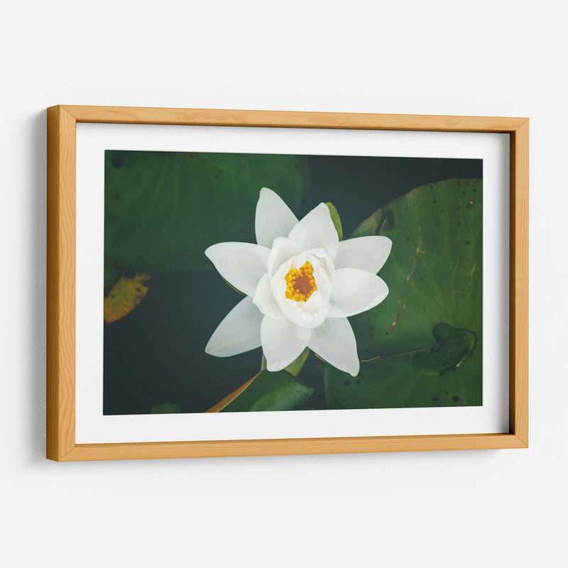 Nenúfar blanco | Cuadro decorativo de Canvas Lab