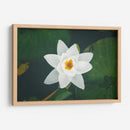 Nenúfar blanco | Cuadro decorativo de Canvas Lab