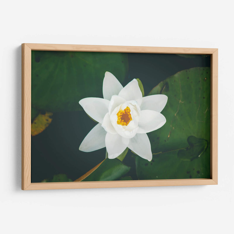 Nenúfar blanco | Cuadro decorativo de Canvas Lab