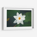 Nenúfar blanco | Cuadro decorativo de Canvas Lab