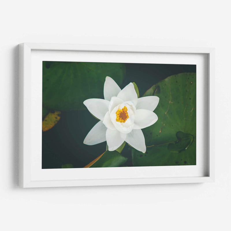 Nenúfar blanco | Cuadro decorativo de Canvas Lab