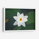 Nenúfar blanco | Cuadro decorativo de Canvas Lab