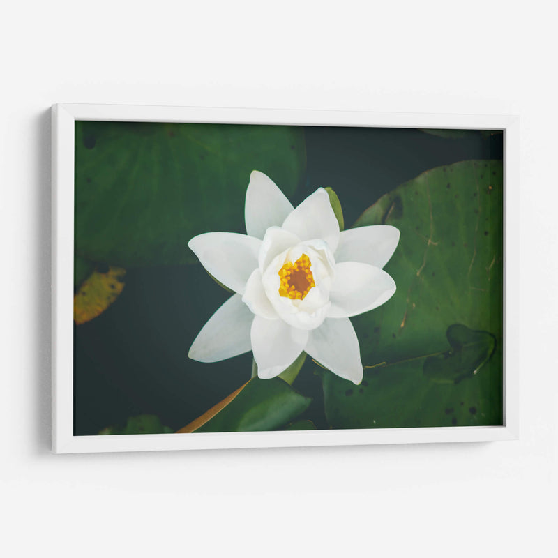 Nenúfar blanco | Cuadro decorativo de Canvas Lab