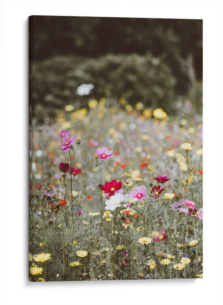 Entre el campo | Cuadro decorativo de Canvas Lab