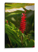 Flor roja tropical Alpinia Purpurata - Carla Fernández | Cuadro decorativo de Canvas Lab