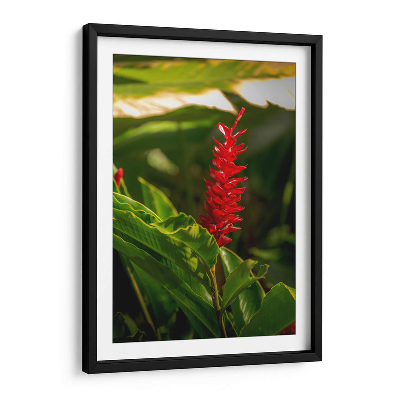 Flor roja tropical Alpinia Purpurata - Carla Fernández | Cuadro decorativo de Canvas Lab