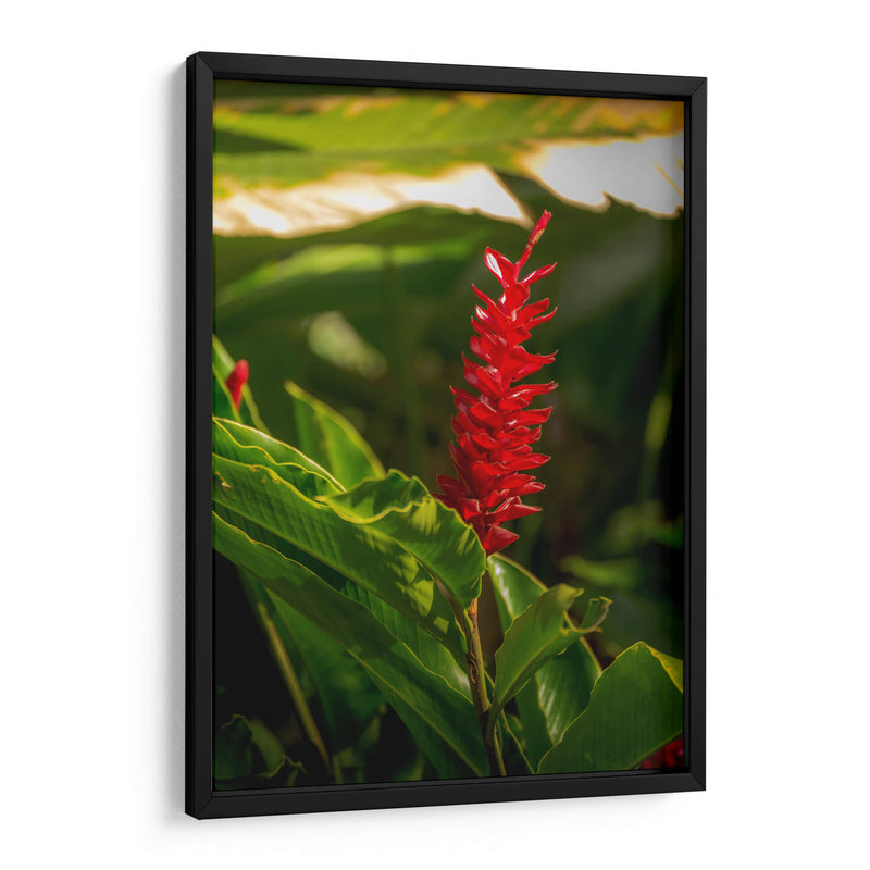 Flor roja tropical Alpinia Purpurata - Carla Fernández | Cuadro decorativo de Canvas Lab