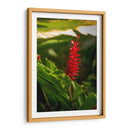 Flor roja tropical Alpinia Purpurata - Carla Fernández | Cuadro decorativo de Canvas Lab