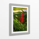 Flor roja tropical Alpinia Purpurata - Carla Fernández | Cuadro decorativo de Canvas Lab