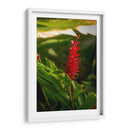 Flor roja tropical Alpinia Purpurata - Carla Fernández | Cuadro decorativo de Canvas Lab
