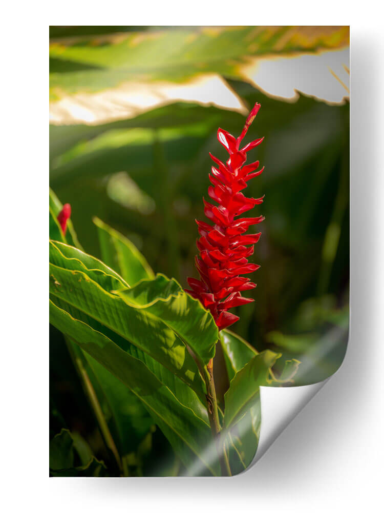 Flor roja tropical Alpinia Purpurata - Carla Fernández | Cuadro decorativo de Canvas Lab