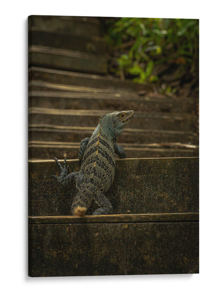 Iguana Ctenosaura rayada - Carla Fernández | Cuadro decorativo de Canvas Lab
