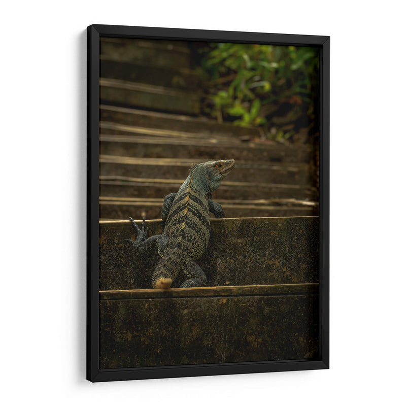 Iguana Ctenosaura rayada - Carla Fernández | Cuadro decorativo de Canvas Lab