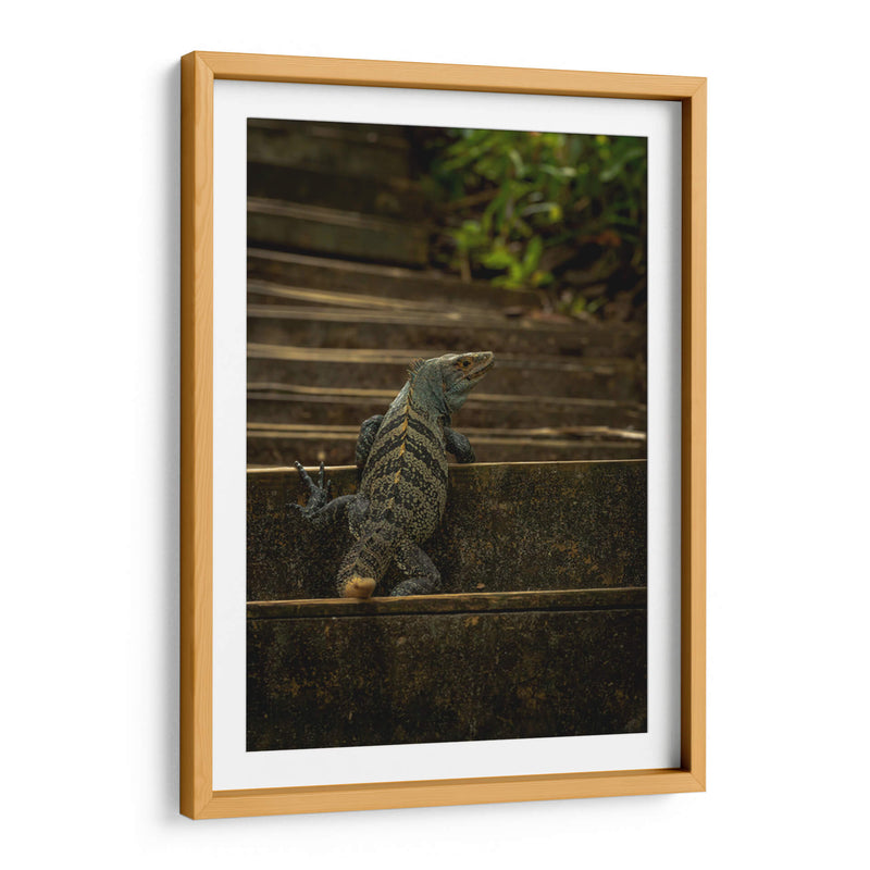Iguana Ctenosaura rayada - Carla Fernández | Cuadro decorativo de Canvas Lab