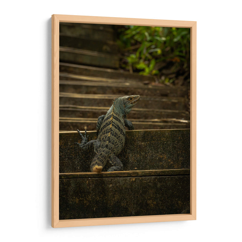 Iguana Ctenosaura rayada - Carla Fernández | Cuadro decorativo de Canvas Lab