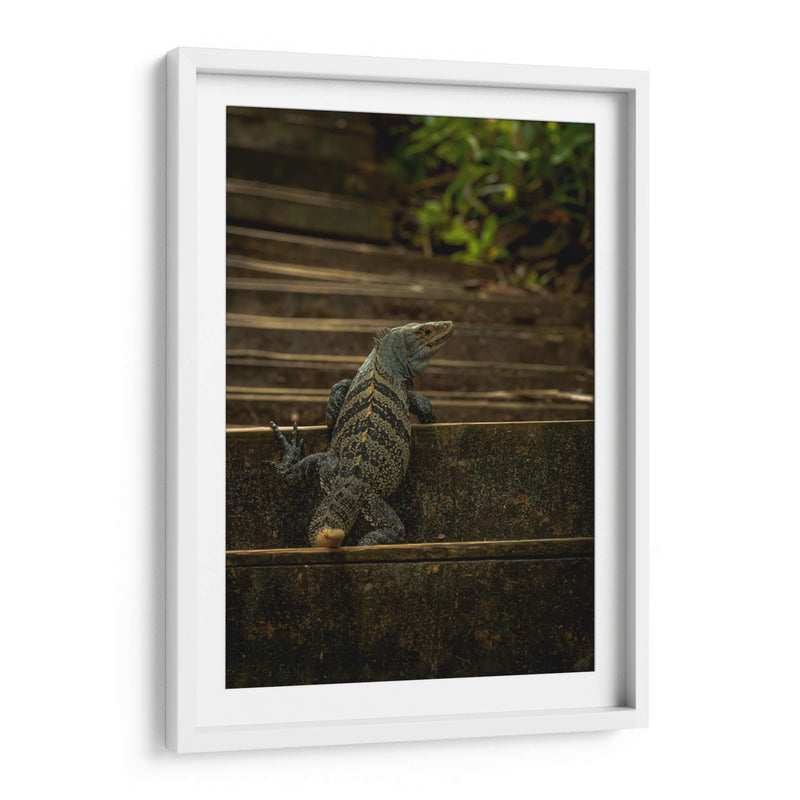 Iguana Ctenosaura rayada - Carla Fernández | Cuadro decorativo de Canvas Lab
