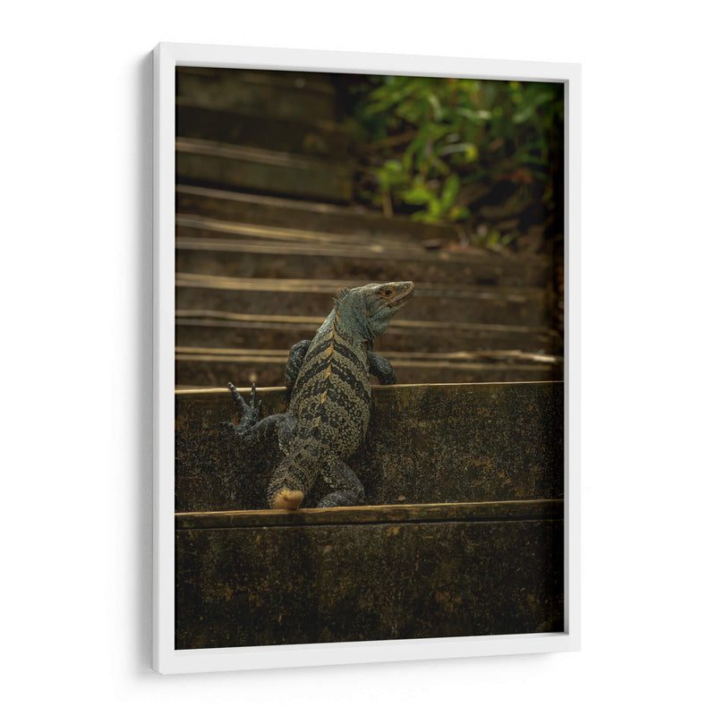 Iguana Ctenosaura rayada - Carla Fernández | Cuadro decorativo de Canvas Lab