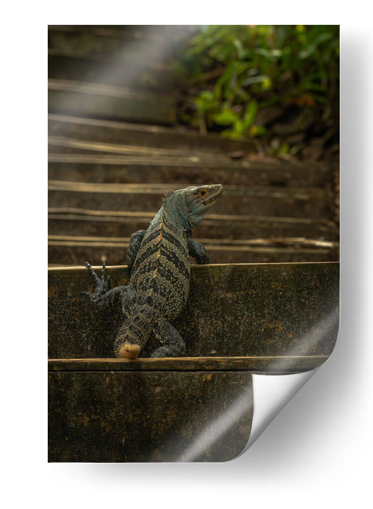 Iguana Ctenosaura rayada - Carla Fernández | Cuadro decorativo de Canvas Lab