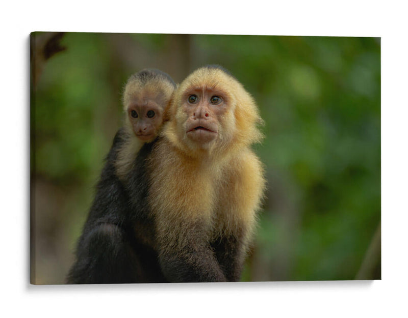 Familia de monos capuchinos - Carla Fernández | Cuadro decorativo de Canvas Lab