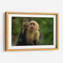 Familia de monos capuchinos - Carla Fernández | Cuadro decorativo de Canvas Lab