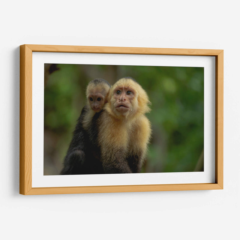 Familia de monos capuchinos - Carla Fernández | Cuadro decorativo de Canvas Lab