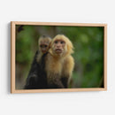 Familia de monos capuchinos - Carla Fernández | Cuadro decorativo de Canvas Lab