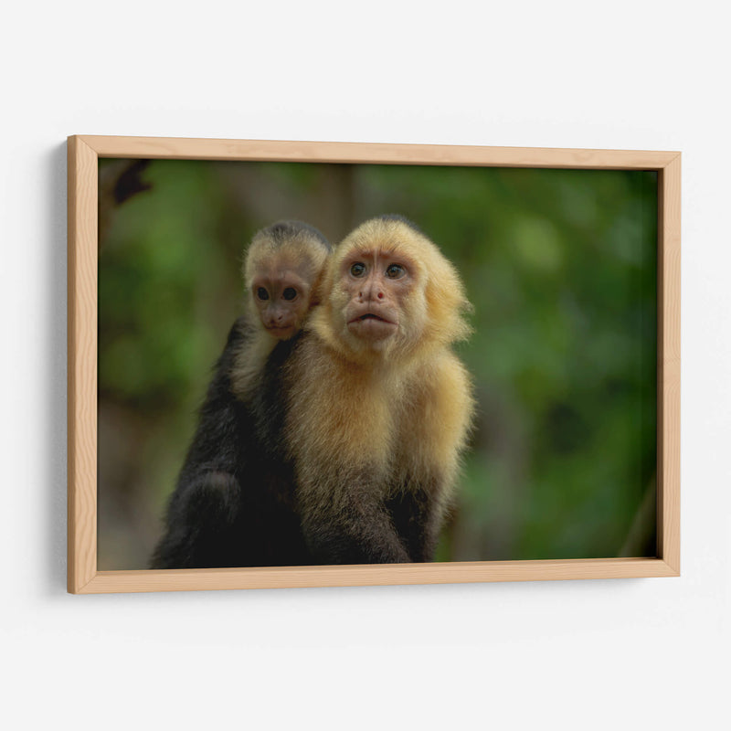 Familia de monos capuchinos - Carla Fernández | Cuadro decorativo de Canvas Lab