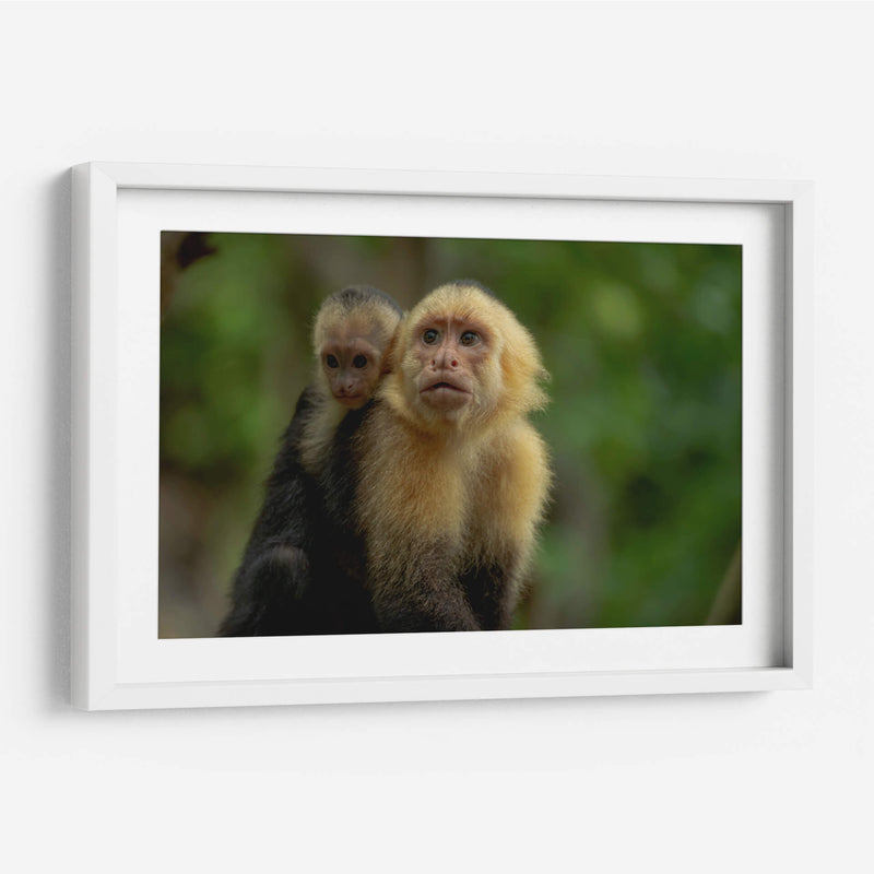 Familia de monos capuchinos - Carla Fernández | Cuadro decorativo de Canvas Lab