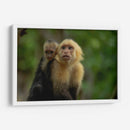 Familia de monos capuchinos - Carla Fernández | Cuadro decorativo de Canvas Lab