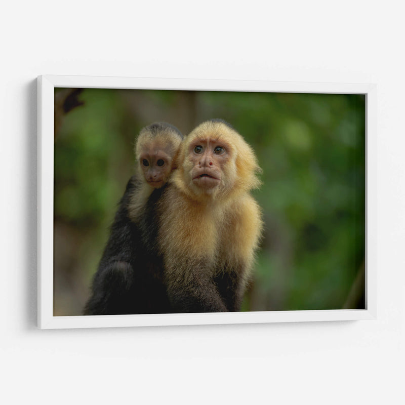 Familia de monos capuchinos - Carla Fernández | Cuadro decorativo de Canvas Lab