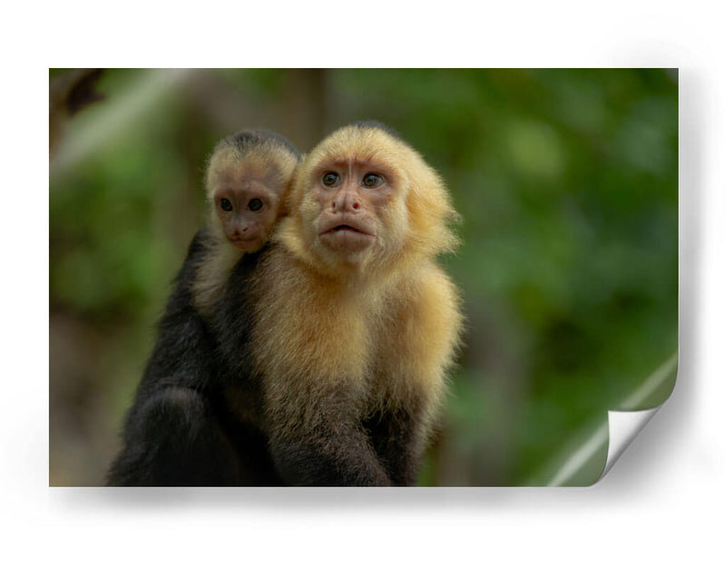 Familia de monos capuchinos - Carla Fernández | Cuadro decorativo de Canvas Lab