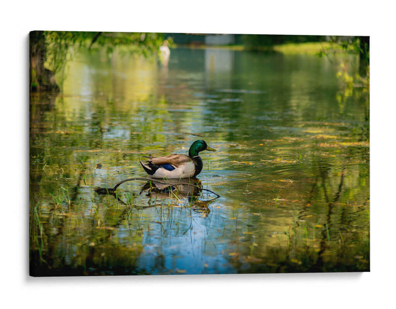Pato silvestre en el charco en Toronto Center Island - Carla Fernández | Cuadro decorativo de Canvas Lab