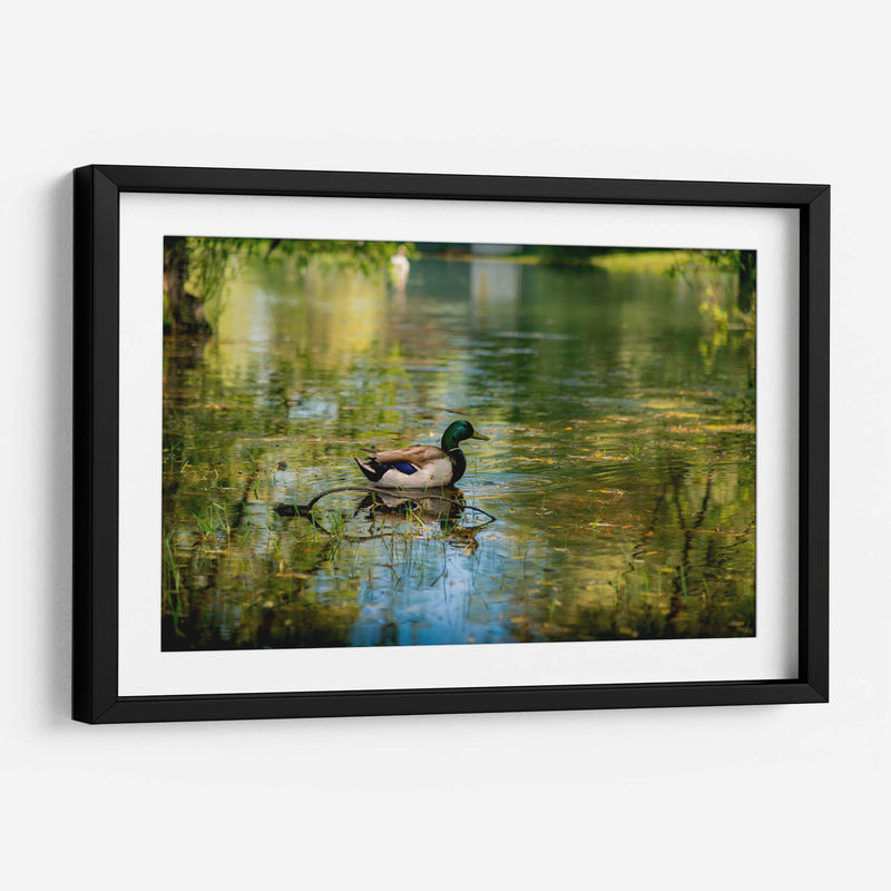 Pato silvestre en el charco en Toronto Center Island - Carla Fernández | Cuadro decorativo de Canvas Lab