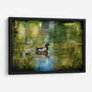 Pato silvestre en el charco en Toronto Center Island - Carla Fernández | Cuadro decorativo de Canvas Lab