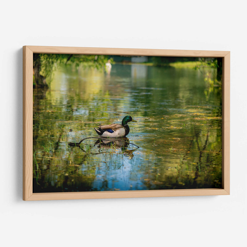 Pato silvestre en el charco en Toronto Center Island - Carla Fernández | Cuadro decorativo de Canvas Lab