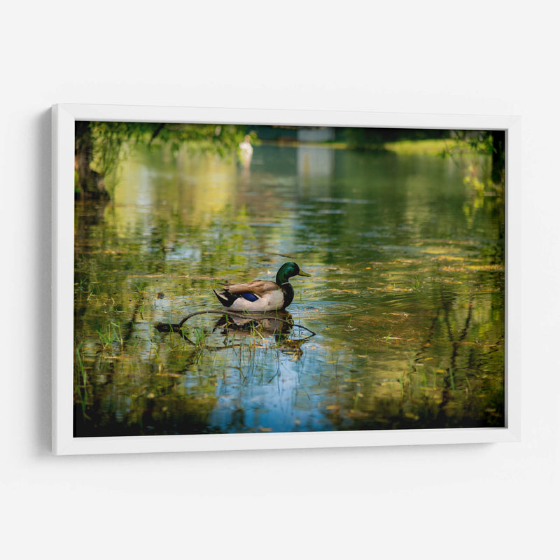 Pato silvestre en el charco en Toronto Center Island - Carla Fernández | Cuadro decorativo de Canvas Lab