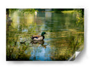 Pato silvestre en el charco en Toronto Center Island - Carla Fernández | Cuadro decorativo de Canvas Lab