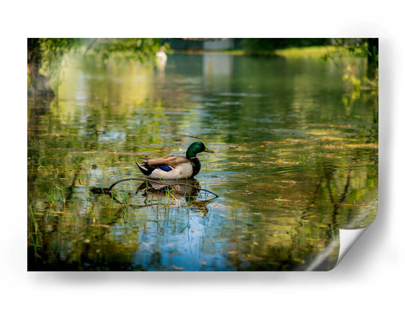Pato silvestre en el charco en Toronto Center Island - Carla Fernández | Cuadro decorativo de Canvas Lab
