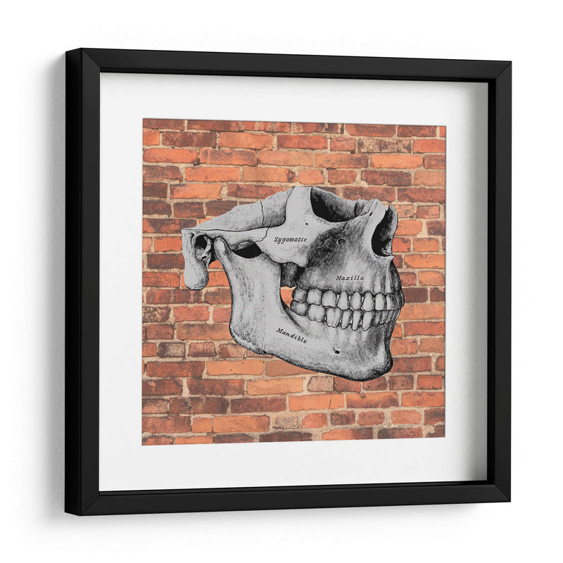 Hueso  - Odontograma Mx | Cuadro decorativo de Canvas Lab