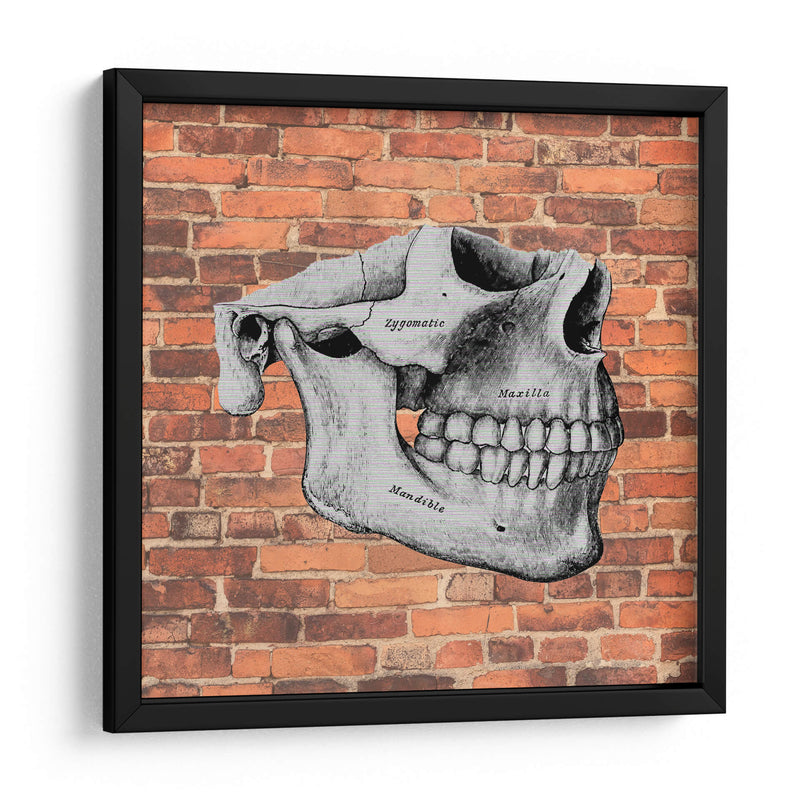 Hueso  - Odontograma Mx | Cuadro decorativo de Canvas Lab