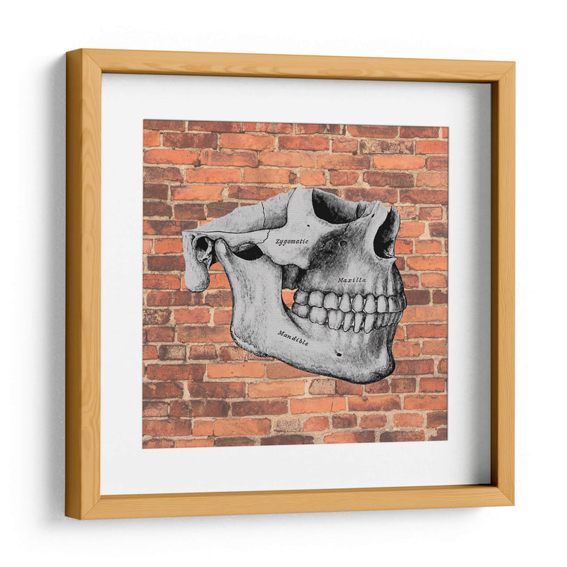Hueso  - Odontograma Mx | Cuadro decorativo de Canvas Lab