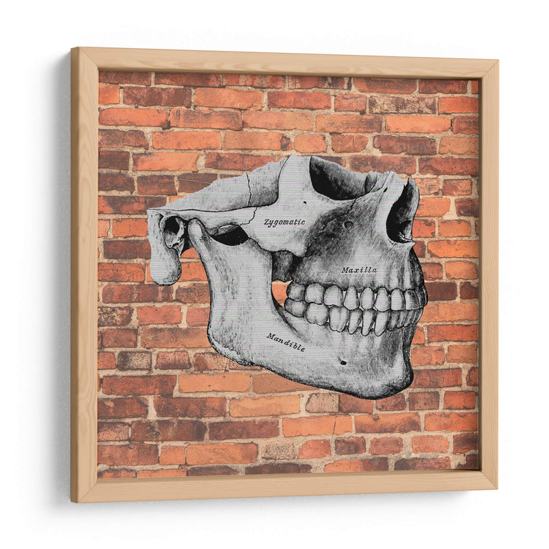 Hueso  - Odontograma Mx | Cuadro decorativo de Canvas Lab