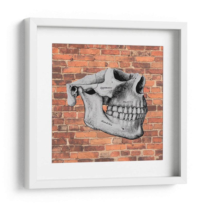 Hueso  - Odontograma Mx | Cuadro decorativo de Canvas Lab