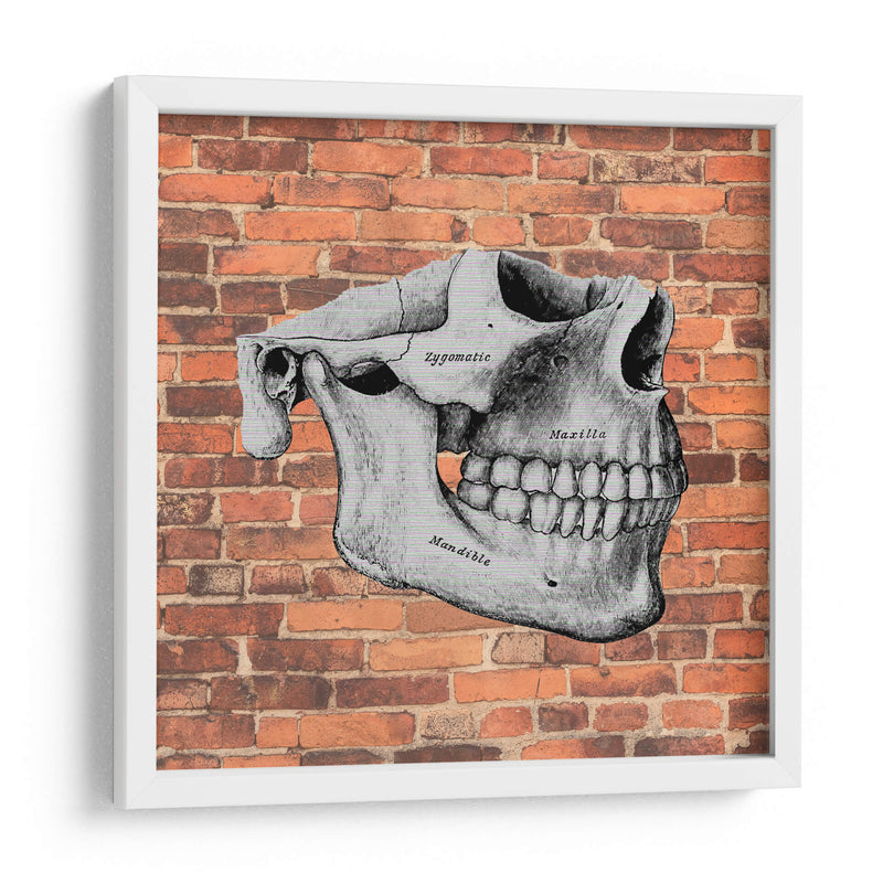 Hueso  - Odontograma Mx | Cuadro decorativo de Canvas Lab