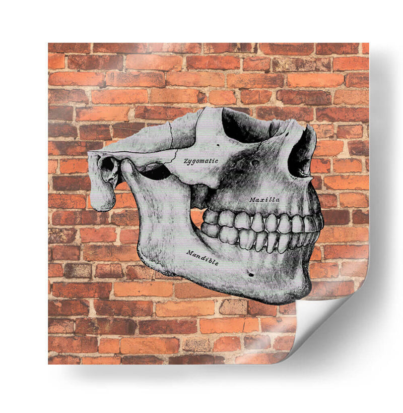 Hueso  - Odontograma Mx | Cuadro decorativo de Canvas Lab