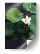 Loto blanco | Cuadro decorativo de Canvas Lab